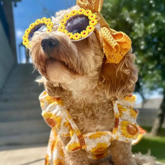 Unveiling the Mystery of a Dog's Sixth Sense