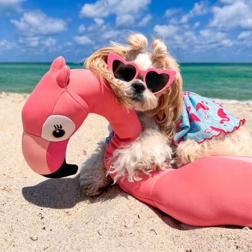 Paws & Claws Love: Celebrating National Pet Month in Style