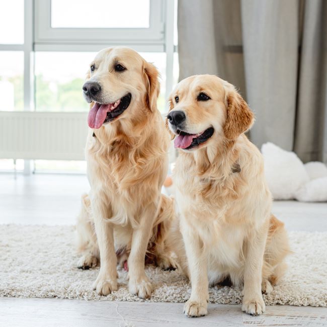 Two golden retriever dogs sitting together and smiling.