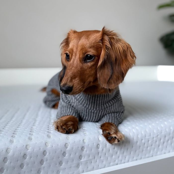 How Big Do Mini Dachshunds Get? A Complete Growth Guide