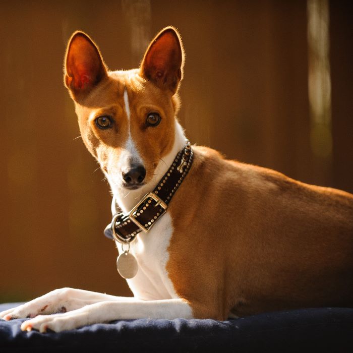 Own a Basenji - Fitwarm Dog Clothes