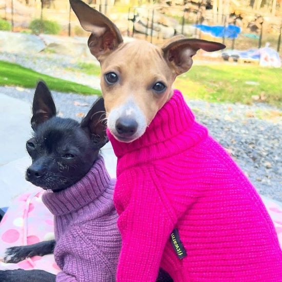 Two small dogs in pink and purple turtleneck sweaters.