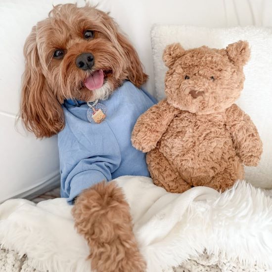 A fluffy brown dog in a blue hoodie lies next to a teddy bear.