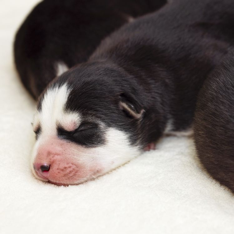 When Do Puppies Open Their Eyes? A Sweet Milestone in Puppyhood