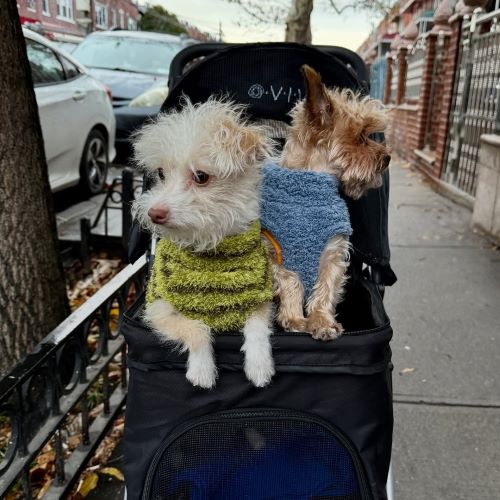 Two small dogs in sweaters sit in a pet stroller on a sidewalk.