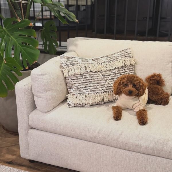 Toxic & Non-Toxic Plants for Dogs: A Comprehensive Guide