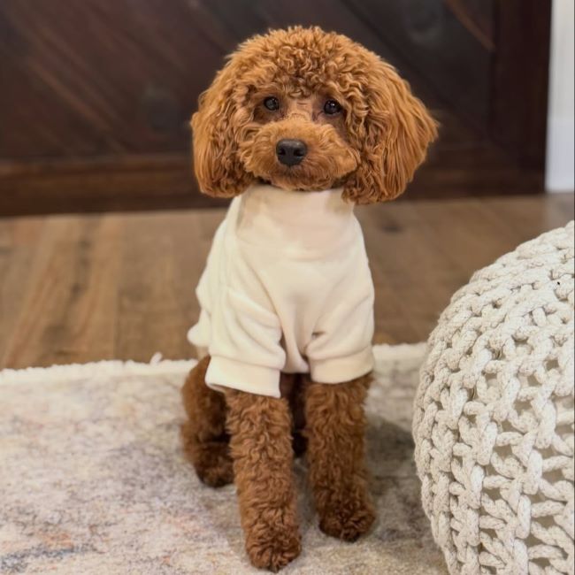 Kidney Failure in Dogs: Complete Guide to Signs, Treatment and Care