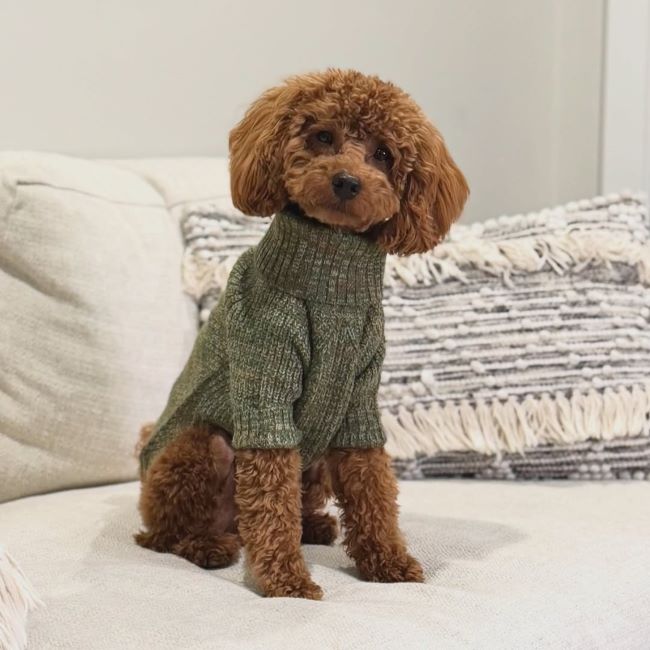 Do Dogs Really Need Winter Clothes?  Winter Warmth and Safety Guide for Dogs