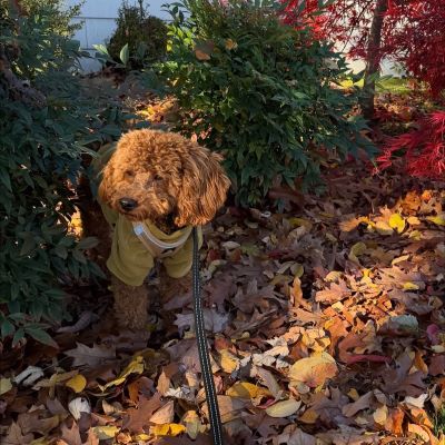 Do Toy Poodles Shed? Everything You Need to Know About Their Famous Coat