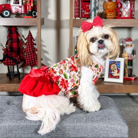 How to Groom a Shih Tzu at Home: Tips for a Healthy, Happy Coat