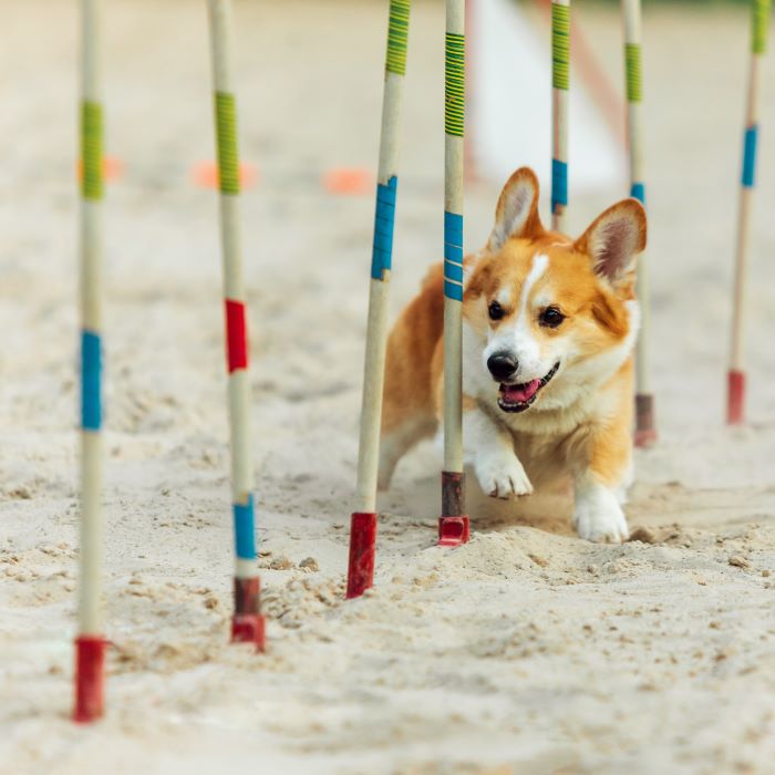 Navigating Life with a Cute Corgi: A Beginner's Guide