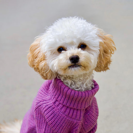 Girl Dog Clothes - New Arrivals - Fitwarm