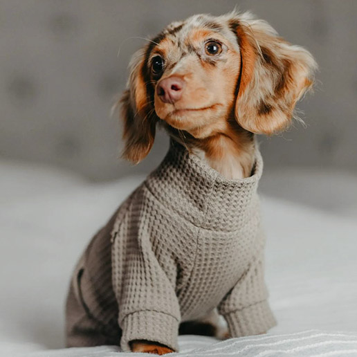 Dachshund in Knitted Dog Onesie - Fitwarm Dog Pajamas