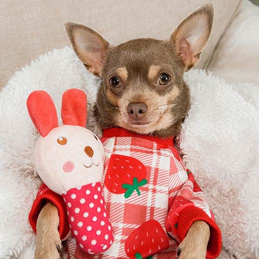 Dog Clothes for Chihuahua - Fitwarm