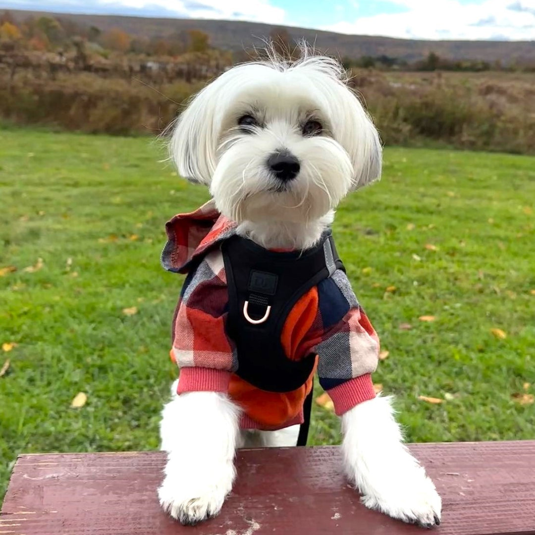 Morkie Clothes