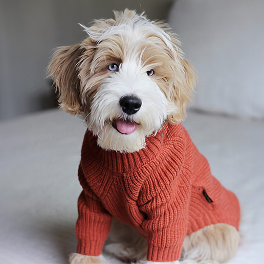 Brown and White Dog in Ribbed Turtleneck Sweater - Fitwarm Dog Sweater