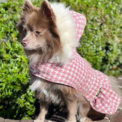 Pomeranian in a Hooded Dog Jacket - Fitwarm Dog Coats