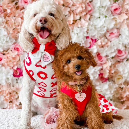 Valentine Dog Clothes | Dog Valentines Outfit | Fitwarm