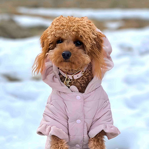 Girl Dog Winter Clothes - Fitwarm