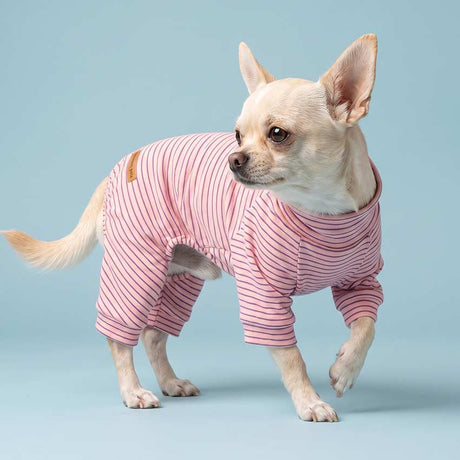 Chihuahua wearing Fitwarm clothing