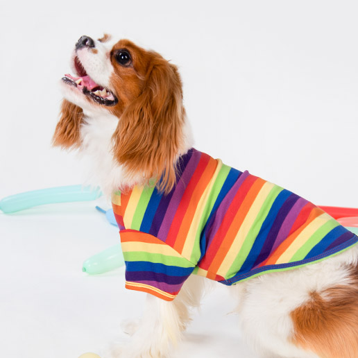 Cavalier King Charles Spaniel in a Rainbow Striped Dog Shirt - Fitwarm Dog Clothes