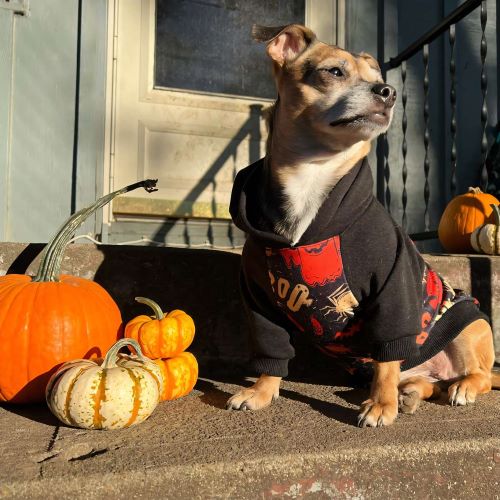 Dog Halloween Costumes - Spooky Collection - Fitwarm