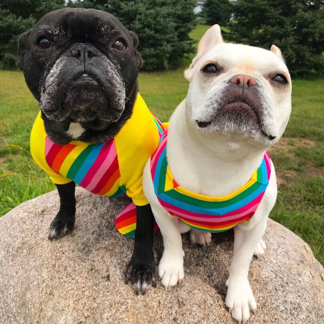 Rainbow Dog Outfit