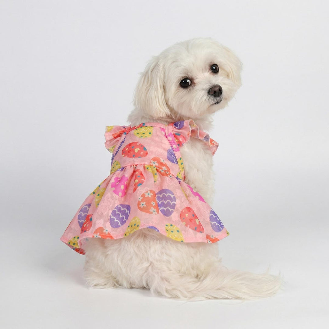 Small dog wearing Easter egg dog dress with colorful patterned