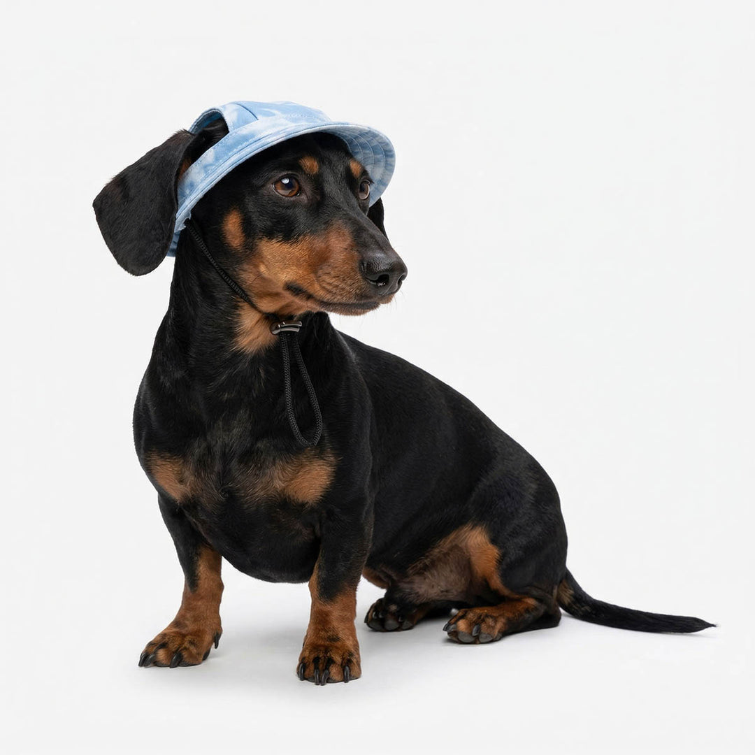 Dachshund wearing a blue dog cap on a white background