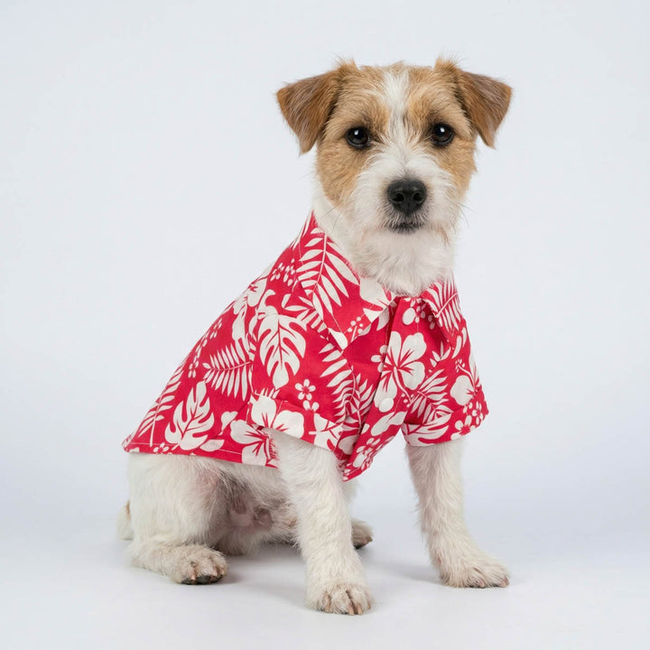 Dog wearing a collared shirt for dogs with tropical flower prints
