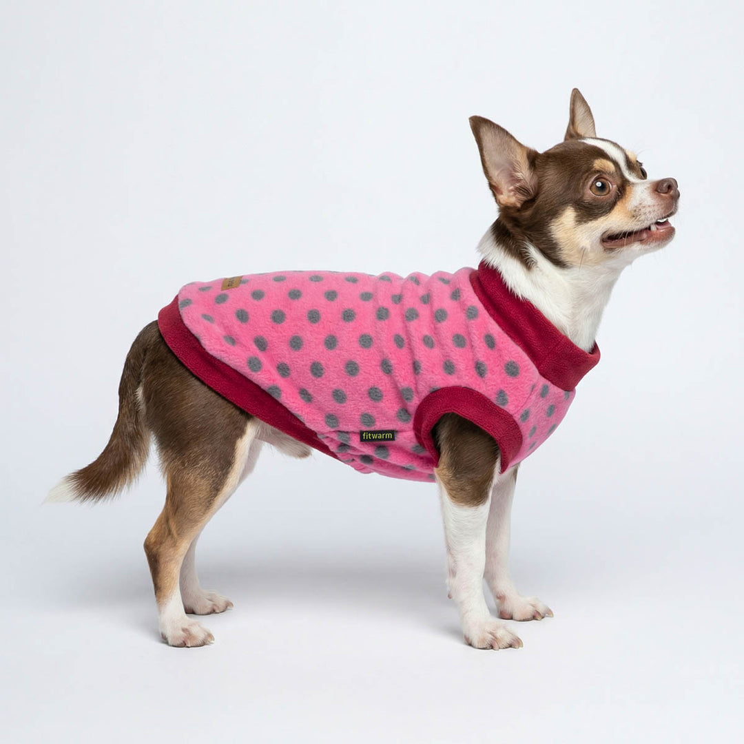 Small dog wearing a pink polka dot dog fleece sweater with a red trim on a white background