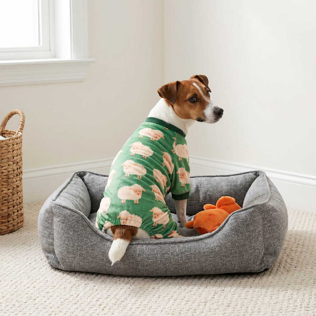 Jack Russell sitting in a pad and wearing a dog pjs in sheep prints