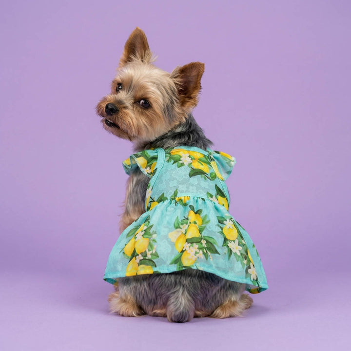 Back view of Yorkie in a ruffle lemon dress for dog in a purple background