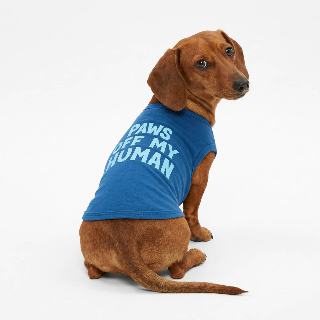 Dachshund looks back in a blue dog shirt with 'Paws off My Human' lettering