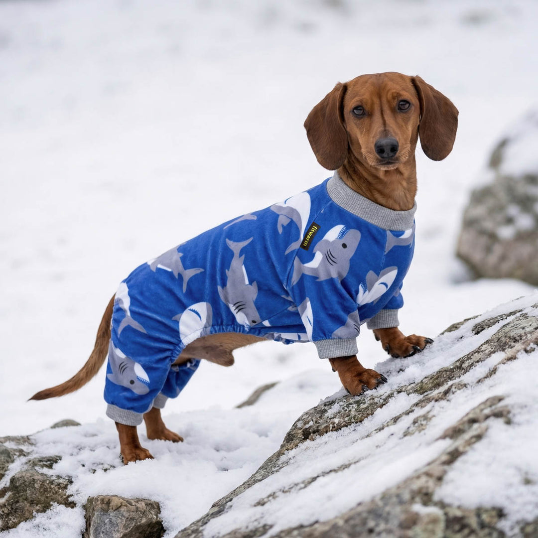 Dog wearing a blue dog pjs with shark pattern standing on snow-covered rocks