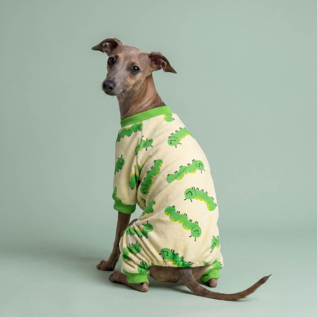Italian greyhound in a caterpillar pajamas for dogs