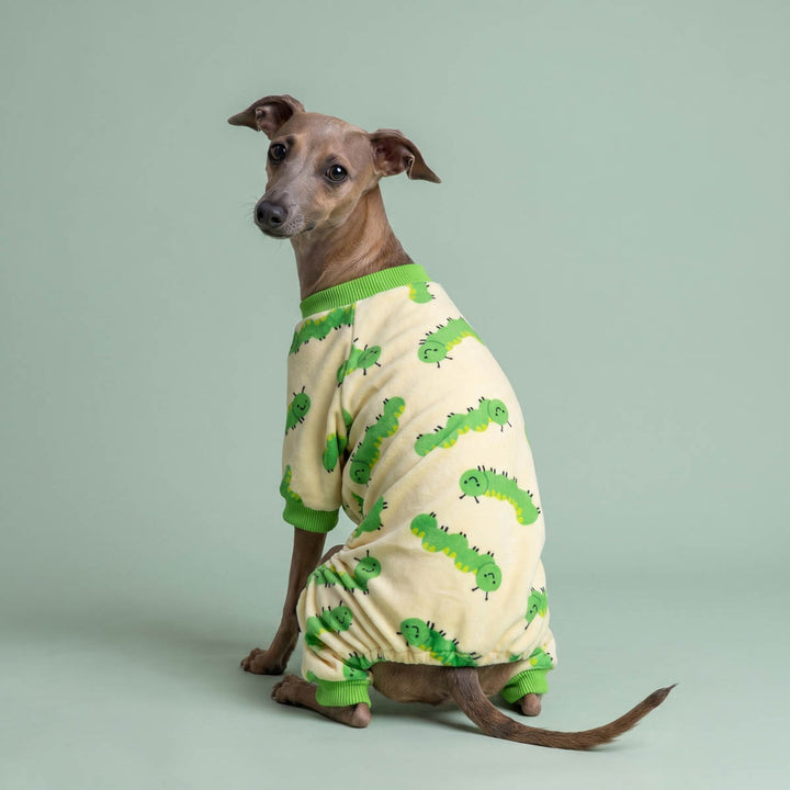Italian greyhound in a caterpillar pajamas for dogs
