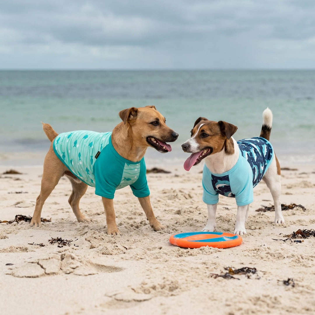 Small dogs wearing a 2 pack shirts for dogs and standing on the beach