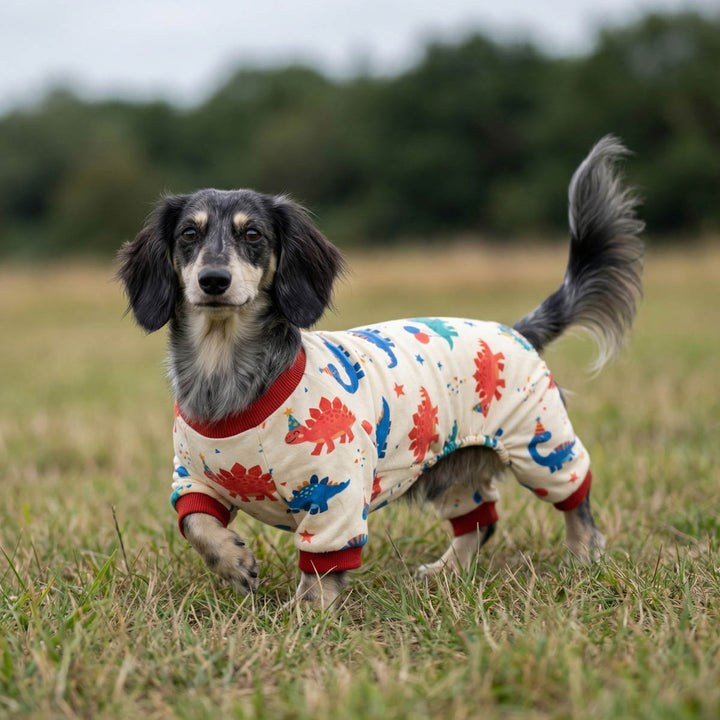 Long haired Dachshund dressing in a cozy dog birthday pajamas with dinosaur prints and walking on the grass