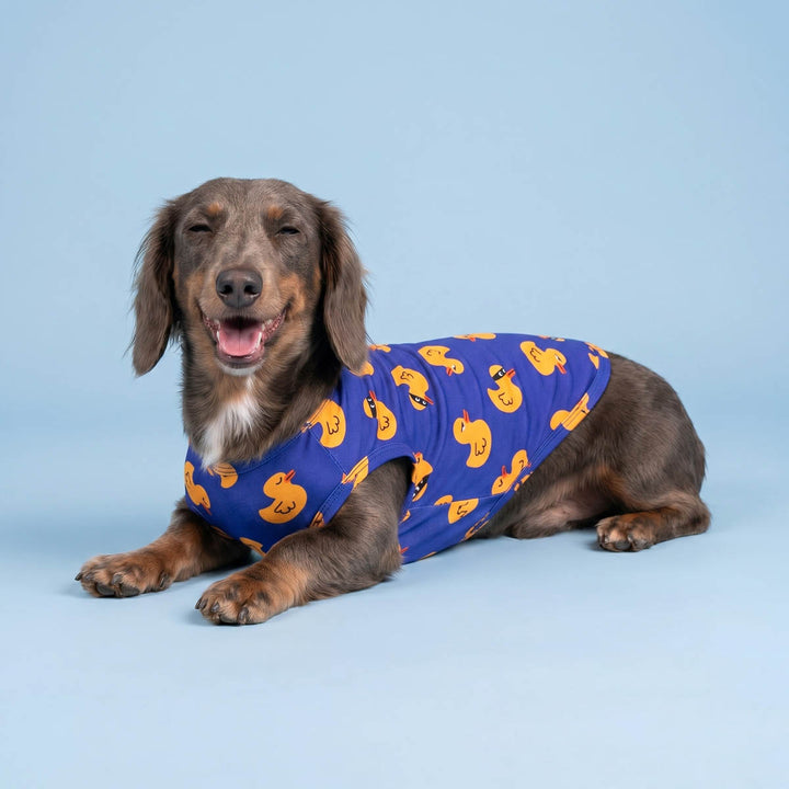 Dog wearing a blue dog t shirt with yellow duck patterns on a light blue background