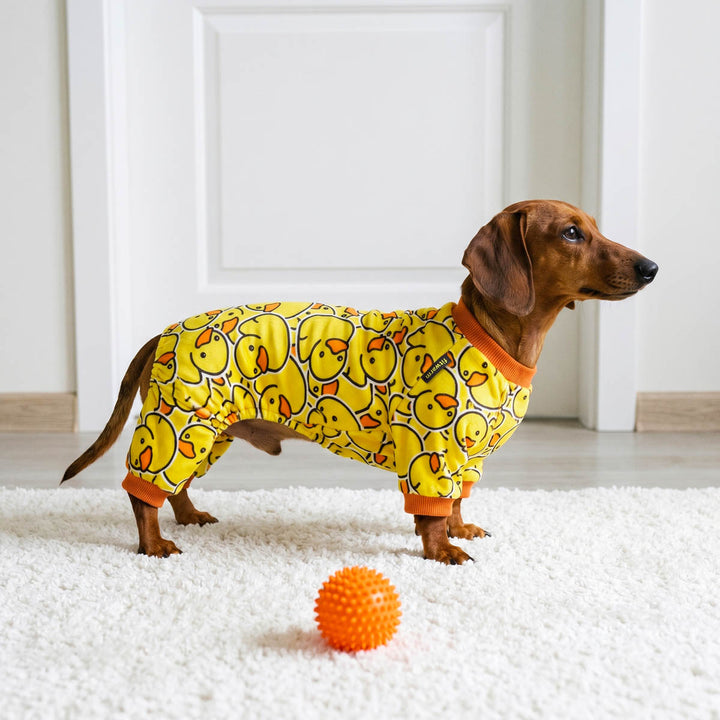 Dachshund standing on a blanket in a rubber duck dog pjs