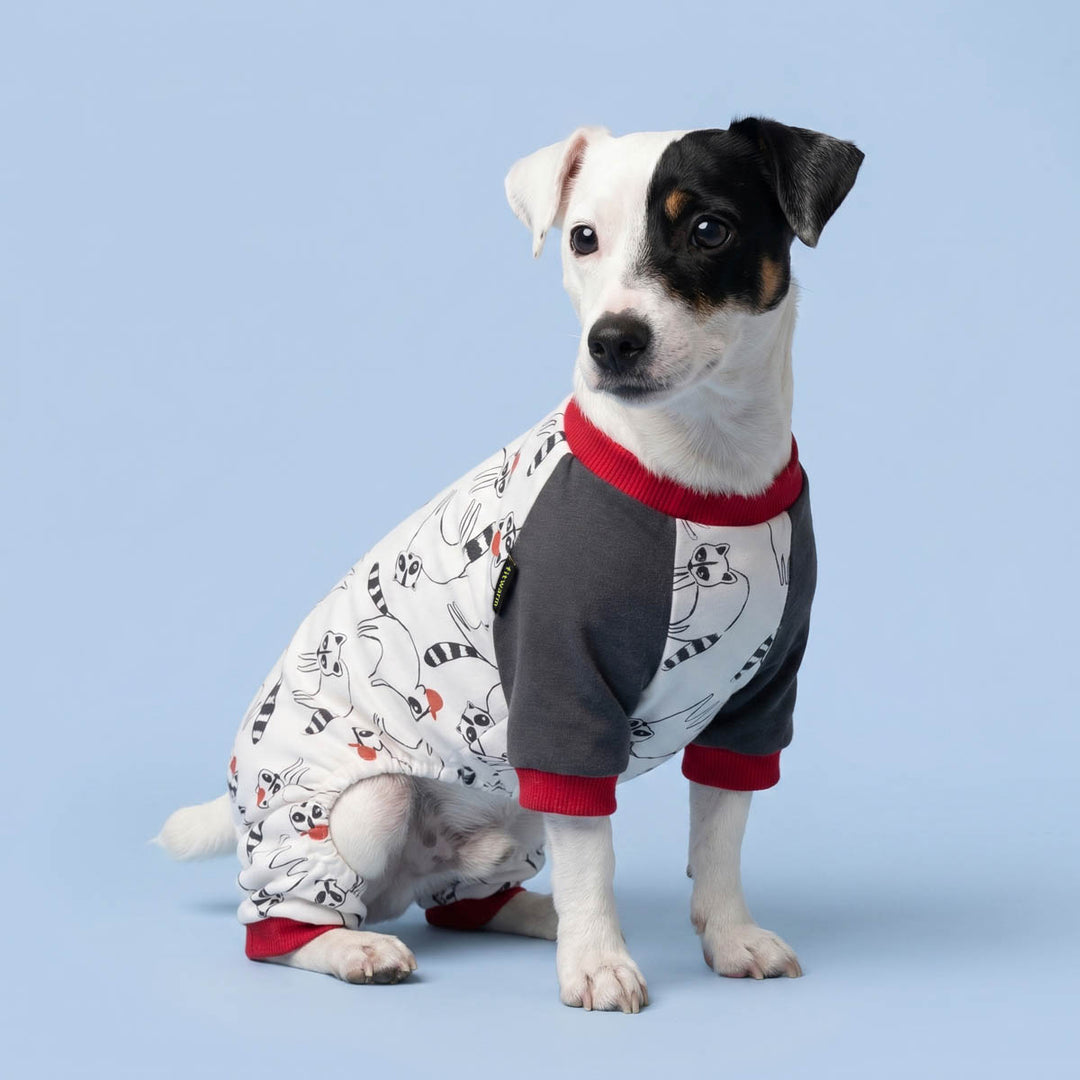 Funny raccoon pajamas for dogs worn by a small dog sitting on the blue background