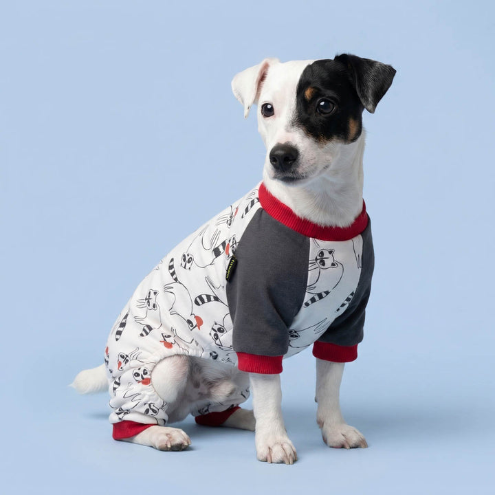Funny raccoon pajamas for dogs worn by a small dog sitting on the blue background