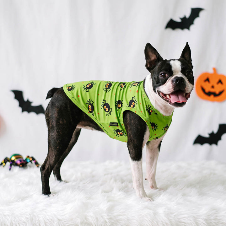 Boston Terrier dog wearing a bright lime green Halloween dog tshirt printed with black spiders, standing on a white faux fur rug
