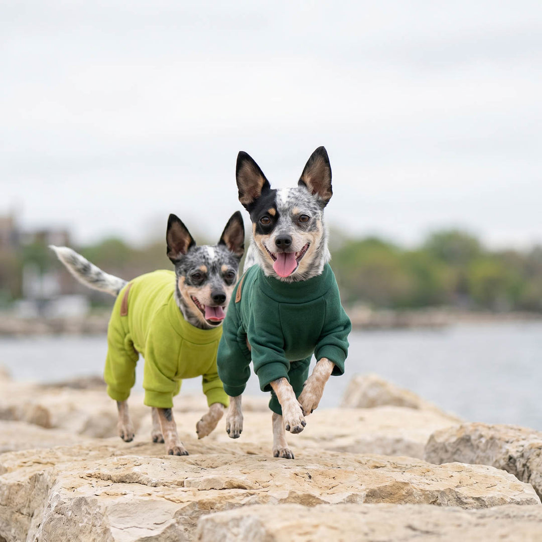 Two small dogs running on rocks outdoors, each wearing a long-sleeve dog onesie
