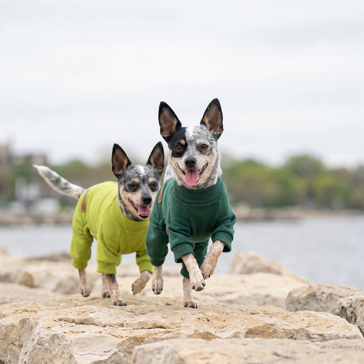 Two small dogs running on rocks outdoors, each wearing a long-sleeve dog onesie