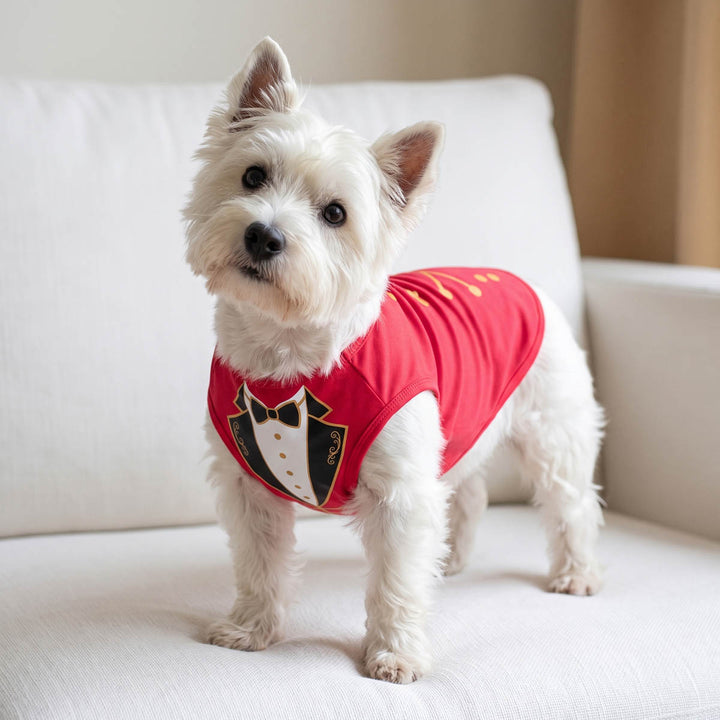 Westie wearing a funny Halloween shirt for dogs on a sofa