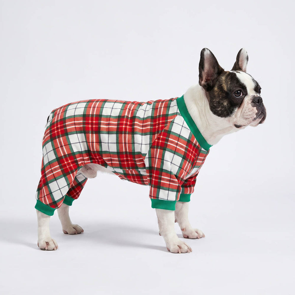 Boston Terrier dog wearing a red, green, and white plaid holiday dog pjs, standing against a plain light gray studio background