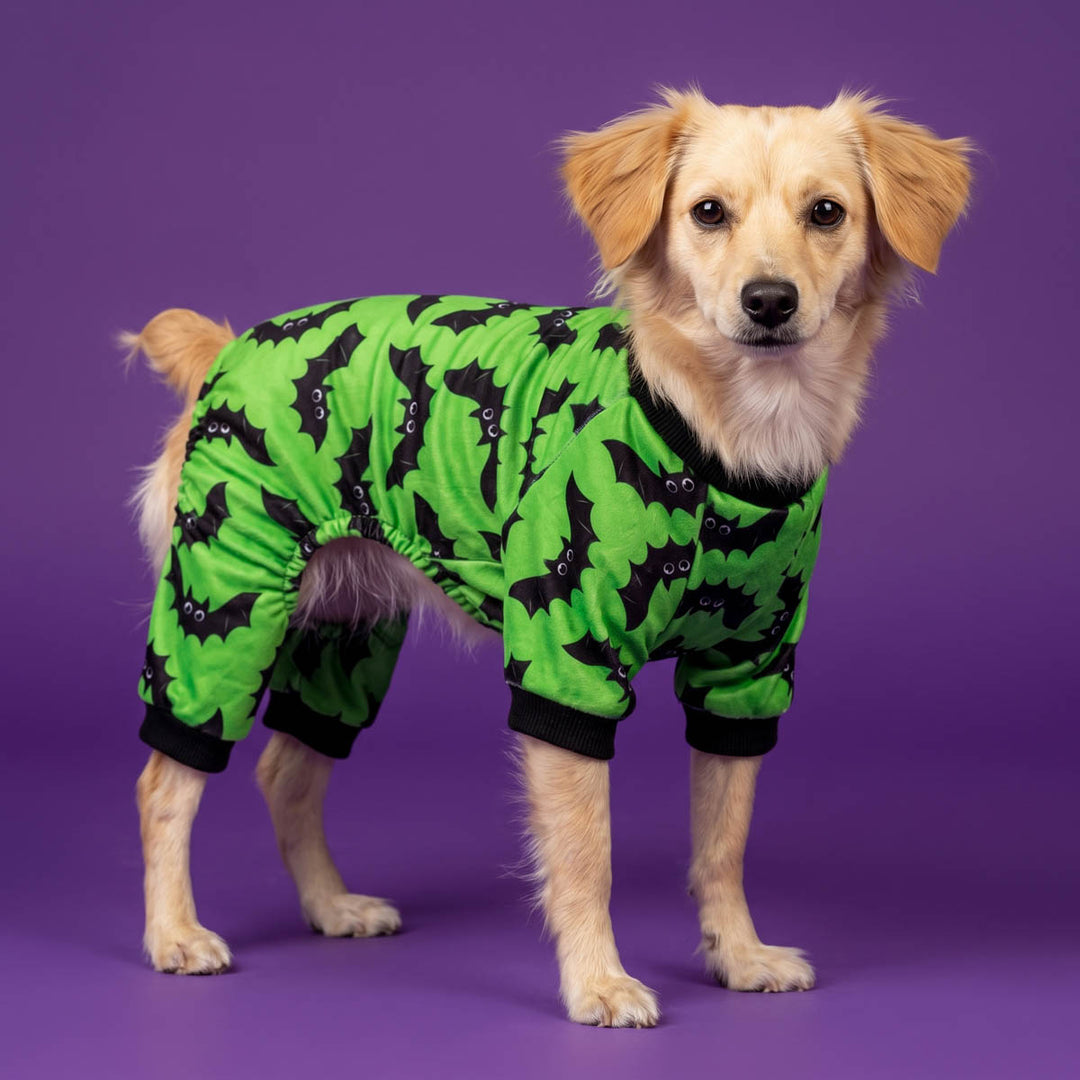 Small dog wearing a dog Halloween onesie with bat prints on a purple background
