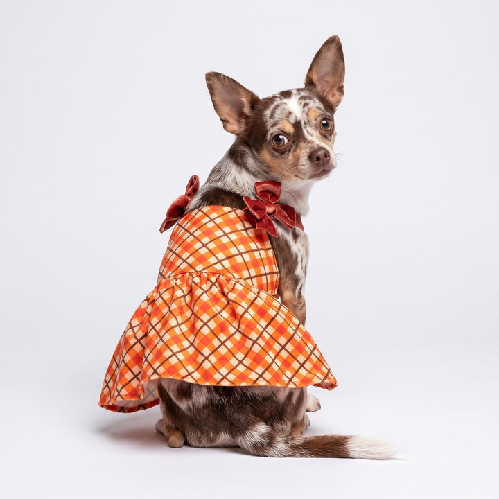 Back view of Chihuahua wearing a orange dog plaid ress with bows on shoulders 